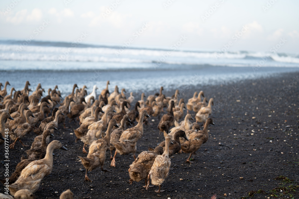 Patos em praia de Keramas em Bali 