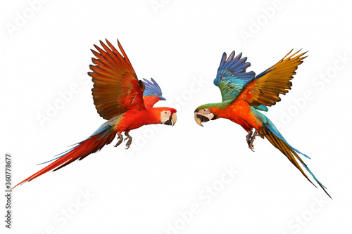 Colorful flying macaw parrots isolated on white © Passakorn