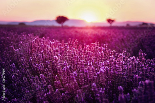 Sunset over blooming fields of lavender. Lavender purple field with beautiful sunset. Provence, France.