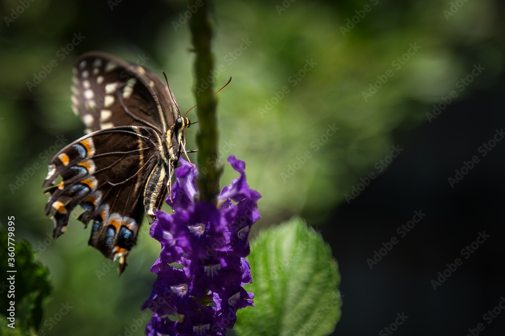 Black Swallowtail Butterfly on Porter Weed blossom Black Swallowtail Butterfly on Porter Weed blossom