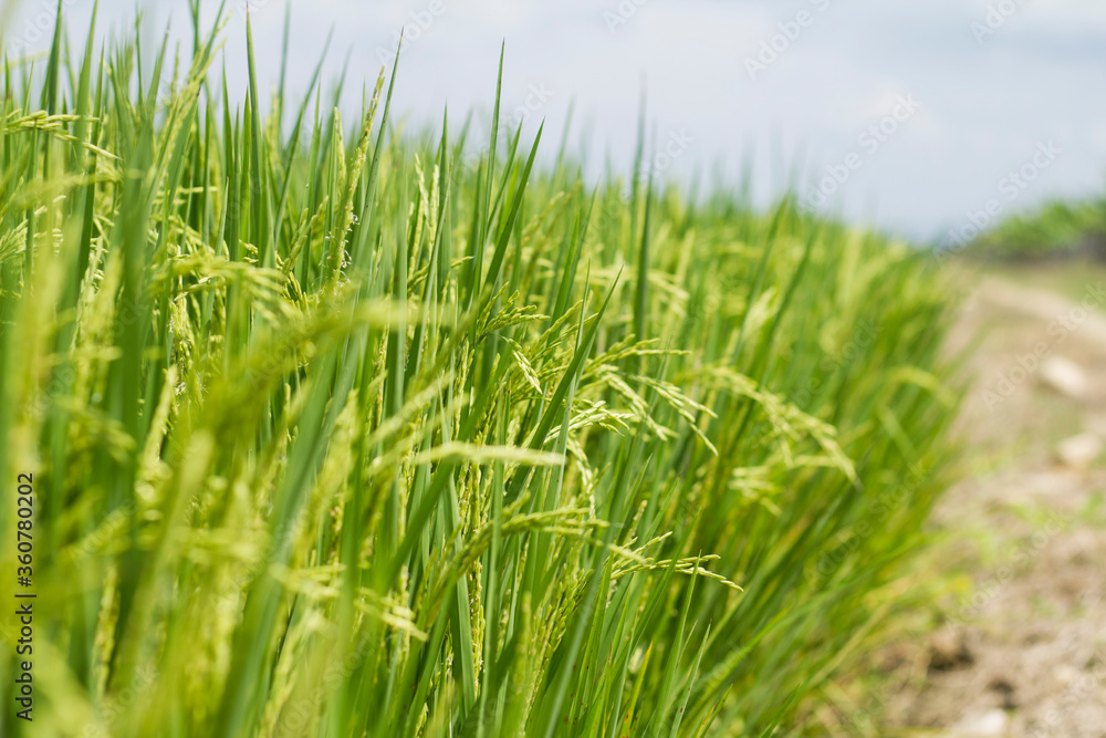 Rice plant Rice plant