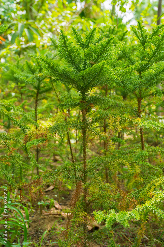 Plant Plant