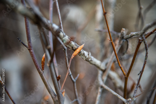 Young American Beech buds on a cluster of sapplings