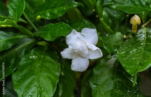 White gardenia jasminoides flower