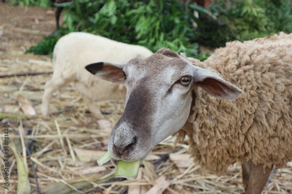 sheep and lamb