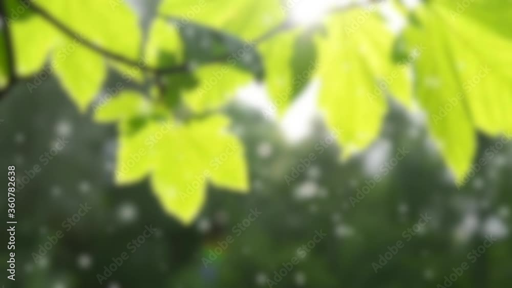 Beautiful green leaf on the branch of a tree with the sun backlighting Beautiful green leaf on the branch of a tree with the sun backlighting