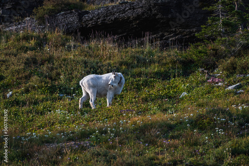 mountain goat laughing funny face in the pine forest Glacier National Park © MierCat Photography