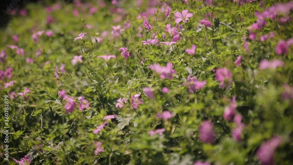 Beautiful cinematic rack focus panning steady shot of a flowerbed in a woods / forest in Wisbech Cambridgeshire UK. Beautiful cinematic rack focus panning steady shot of a flowerbed in a woods / forest in Wisbech Cambridgeshire UK.