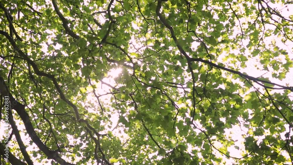 Beautiful cinematic sliding / dolly steady shot in a woods / forest in Wisbech Cambridgeshire UK. Looking up at the sun through the trees. Beautiful cinematic sliding / dolly steady shot in a woods / forest in Wisbech Cambridgeshire UK. Looking up at the sun through the trees.