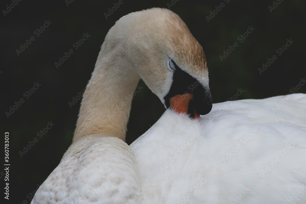 Obraz premium closeup shot of mute swan sleeping