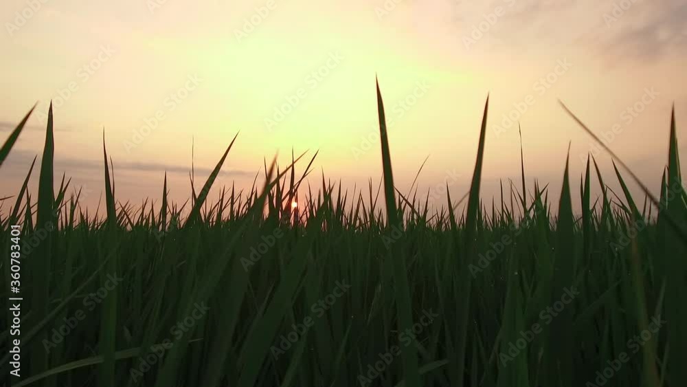 Paddy field in the wind with sunset background