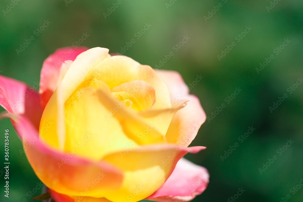 Roses. Delicate background with blooming rose flowers. Roses. Delicate background with blooming rose flowers.
