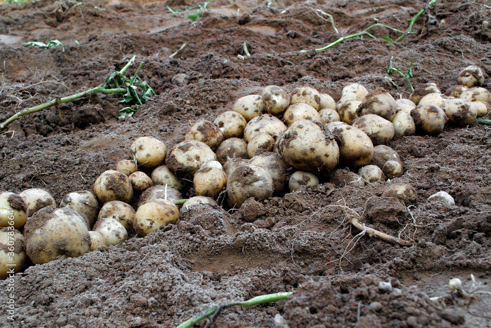 Harvesting fresh organic potatoes in the fields, raw potatoes. Harvesting fresh organic potatoes in the fields, raw potatoes.