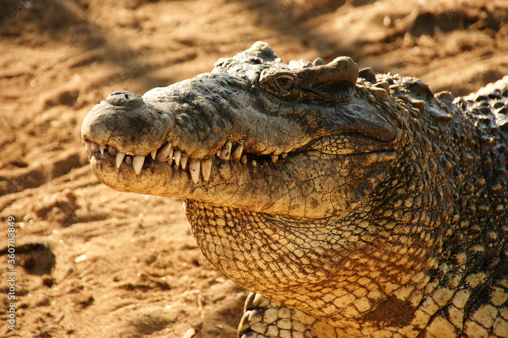 Fototapeta premium Cuban crocodile. Jaws of a wild crocodile