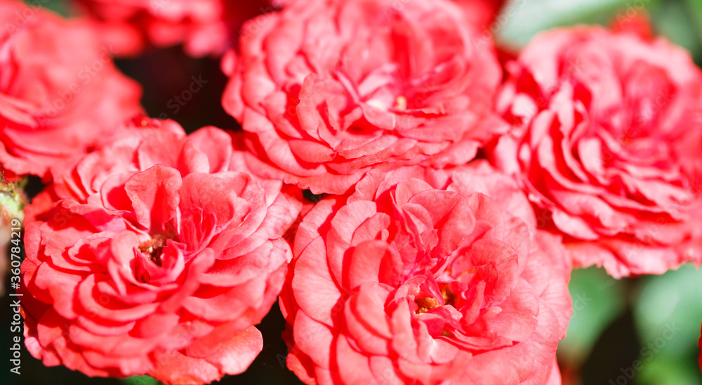 Roses. Delicate background with blooming rose flowers. Roses. Delicate background with blooming rose flowers.