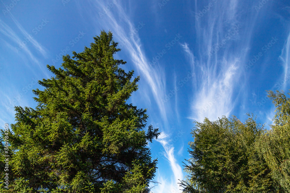 Tree and the blue sky 