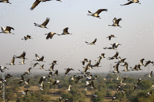 A selective focus image of a flock of demoiselle cranes also known as grus virgo  flying over their migrating ground during their winter migration near Jodhpur in Rajasthan India on 24 February 2018