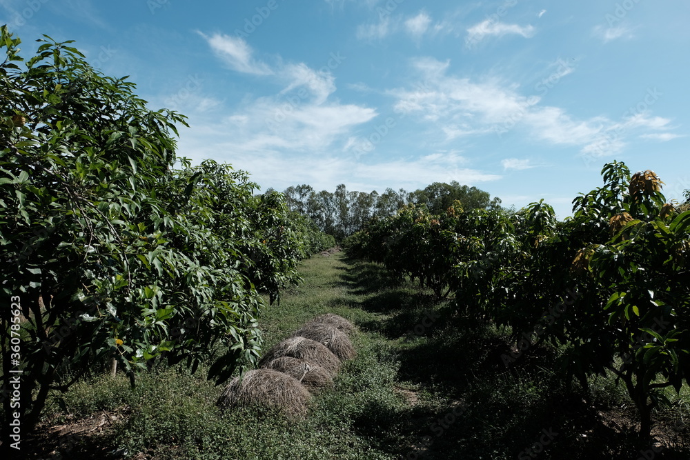 Mango orchard in the countryside