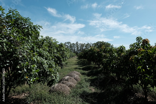 Mango orchard in the countryside