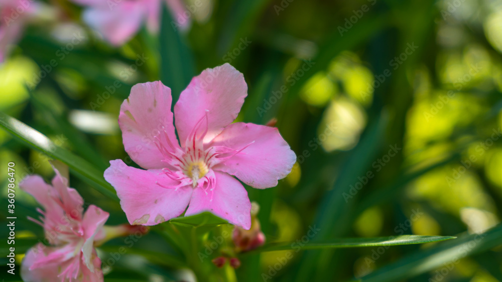 Pink oleander or Nerium oleander flower blossoming on tree. Beautiful colorful floral background. Selective focus. Copy space.
Pink oleander or Nerium oleander flower blossoming on tree. Beautiful colorful floral background. Selective focus. Copy space.