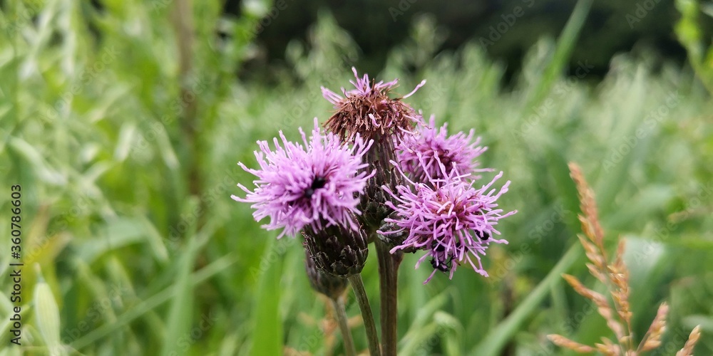 bee on thistle bee on thistle