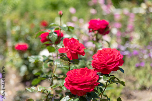 Wallpaper Mural 初夏のローズガーデンに咲くバラの花 Torontodigital.ca