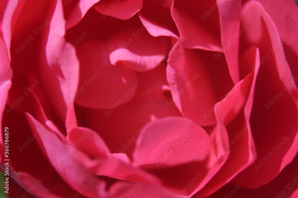 Red rose Red rose