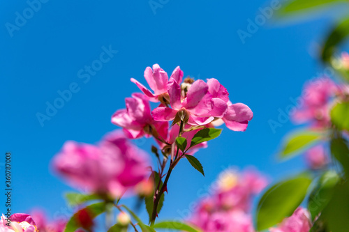 初夏のローズガーデンに咲くバラの花 © 英敏 松本