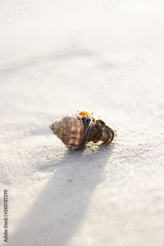 Hermit Crab