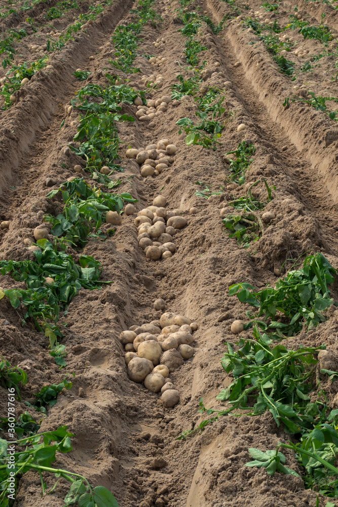 Harvesting fresh organic potatoes in the fields, raw potatoes. Harvesting fresh organic potatoes in the fields, raw potatoes.