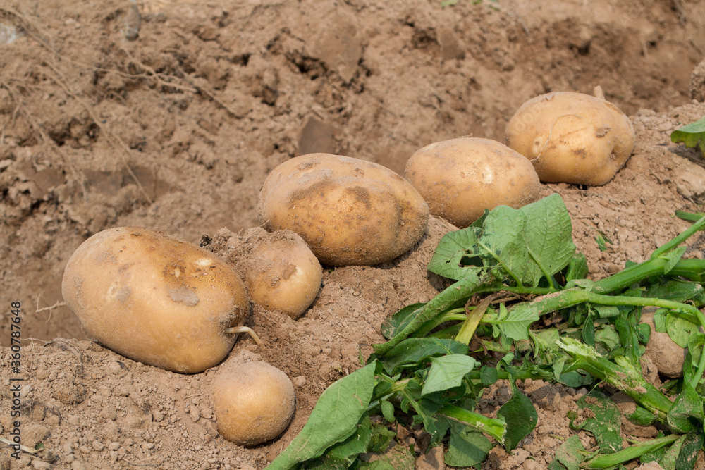 Harvesting fresh organic potatoes in the fields, raw potatoes. Harvesting fresh organic potatoes in the fields, raw potatoes.