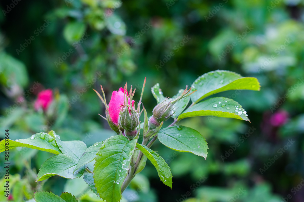 Rose’s bud close up, macro shot, selective focus Rose’s bud close up, macro shot, selective focus