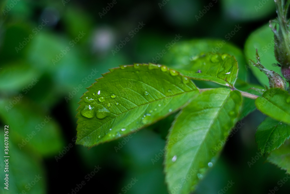 Rose’s leaves with water drops close up, macro shot, selective focus Rose’s leaves with water drops close up, macro shot, selective focus
