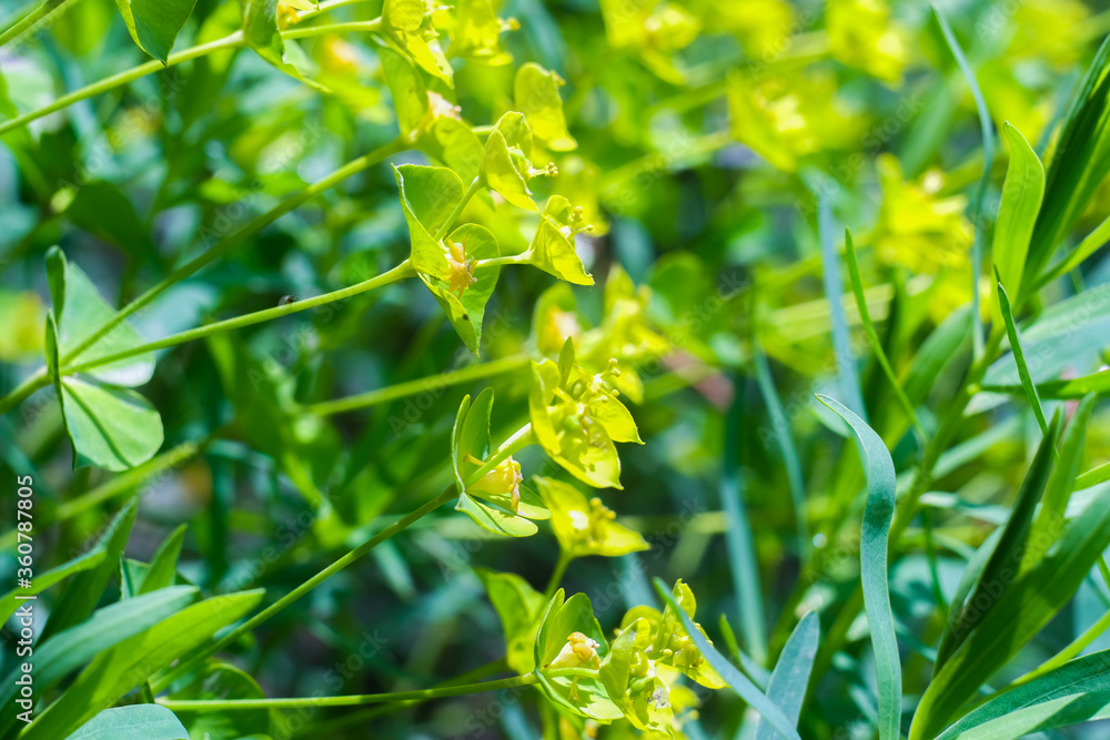 Bright green grass close up, macro shot, selective focus, blurred image. Bright green grass close up, macro shot, selective focus, blurred image.
