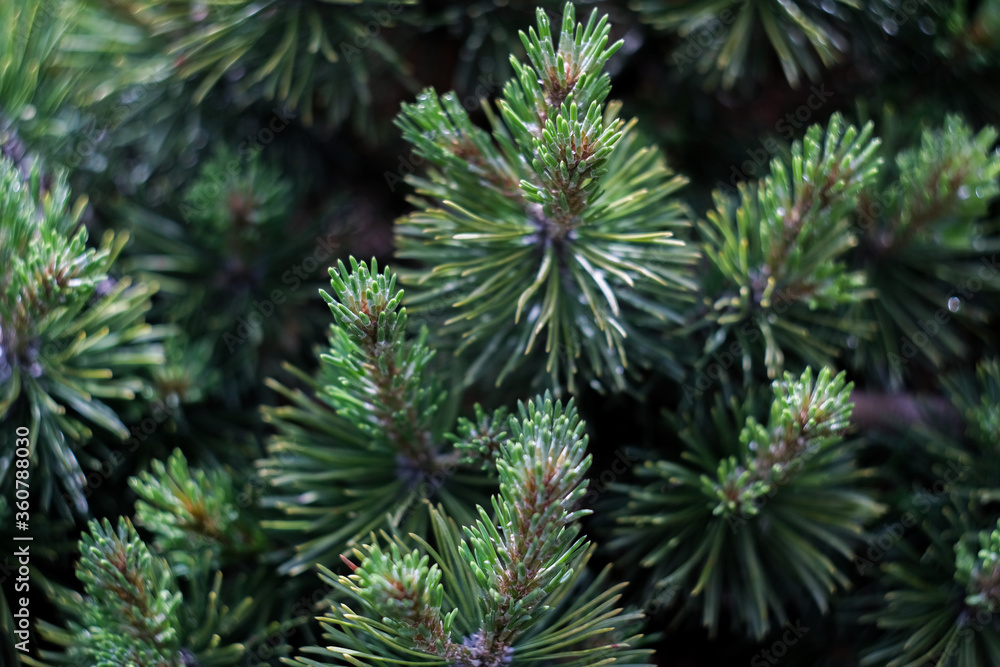 Christmas green tree’s branches close up, macro shot, selective focus Christmas green tree’s branches close up, macro shot, selective focus
