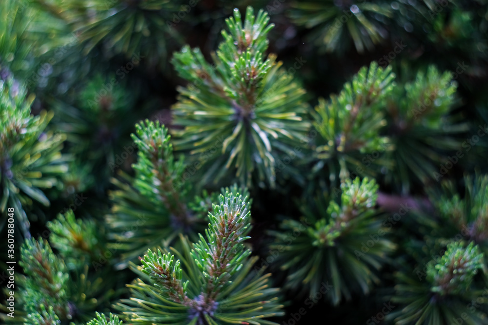 Christmas green tree’s branches close up, macro shot, selective focus