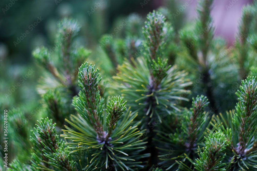 Christmas green tree’s branches close up, macro shot, selective focus