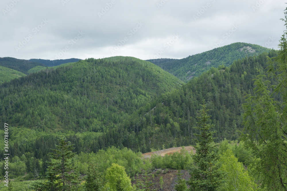 Summer landscape with hills (mountain range) covered with forest, mainly with coniferous trees