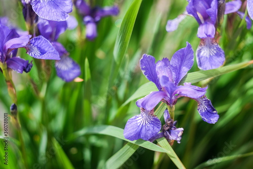 Fototapeta Naklejka Na Ścianę i Meble -  Purple irises flowers close up, macro shot, selective focus.