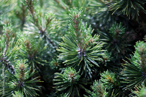 Christmas green tree’s branches close up, macro shot, selective focus