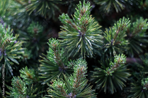 Christmas green tree’s branches close up, macro shot, selective focus