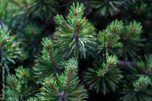 Christmas green tree   s branches close up  macro shot  selective focus