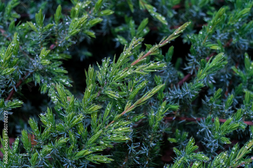 White cedar close up  small water drops  macro shot  selective focus