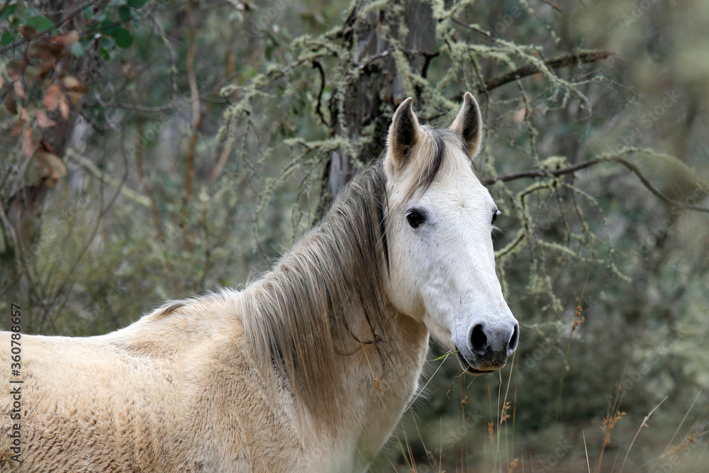 Brumby eating grass in Alpine National Park, Victoria, Australia Brumby eating grass in Alpine National Park, Victoria, Australia