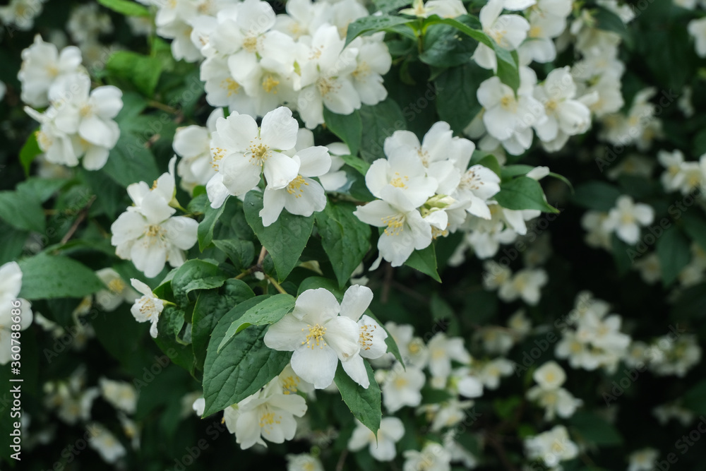 Jasmine flowers close up, macro shot, selective focus. Jasmine flowers close up, macro shot, selective focus.