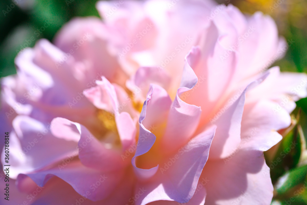 Tender roses. Background of blooming roses flowers. Sunny natural light. Rose garden Tender roses. Background of blooming roses flowers. Sunny natural light. Rose garden
