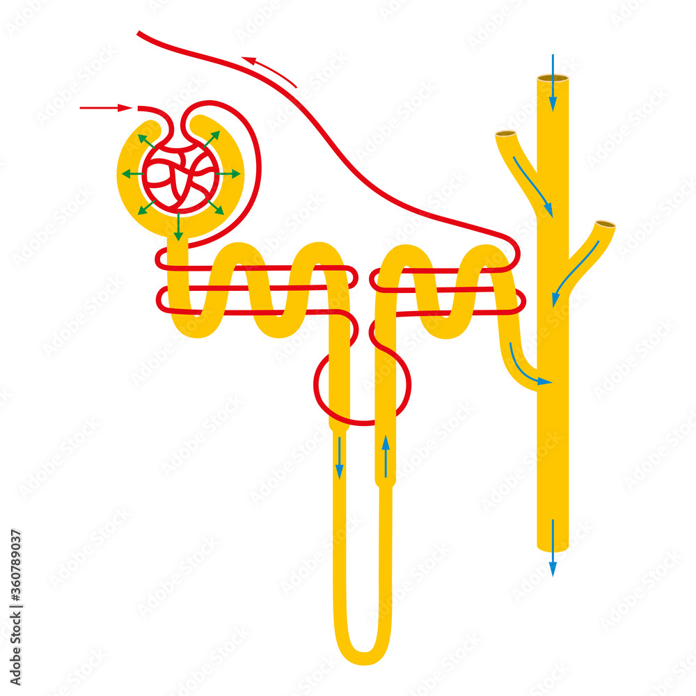 Structure of nephron. Stock Illustration | Adobe Stock