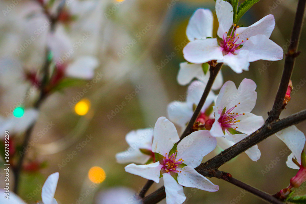 blooming branch in spring