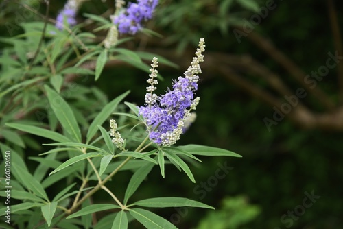 Chaste tree is a Lamiaceae deciduous tree, and blooms pale purple flowers with panicles from July to September. photo