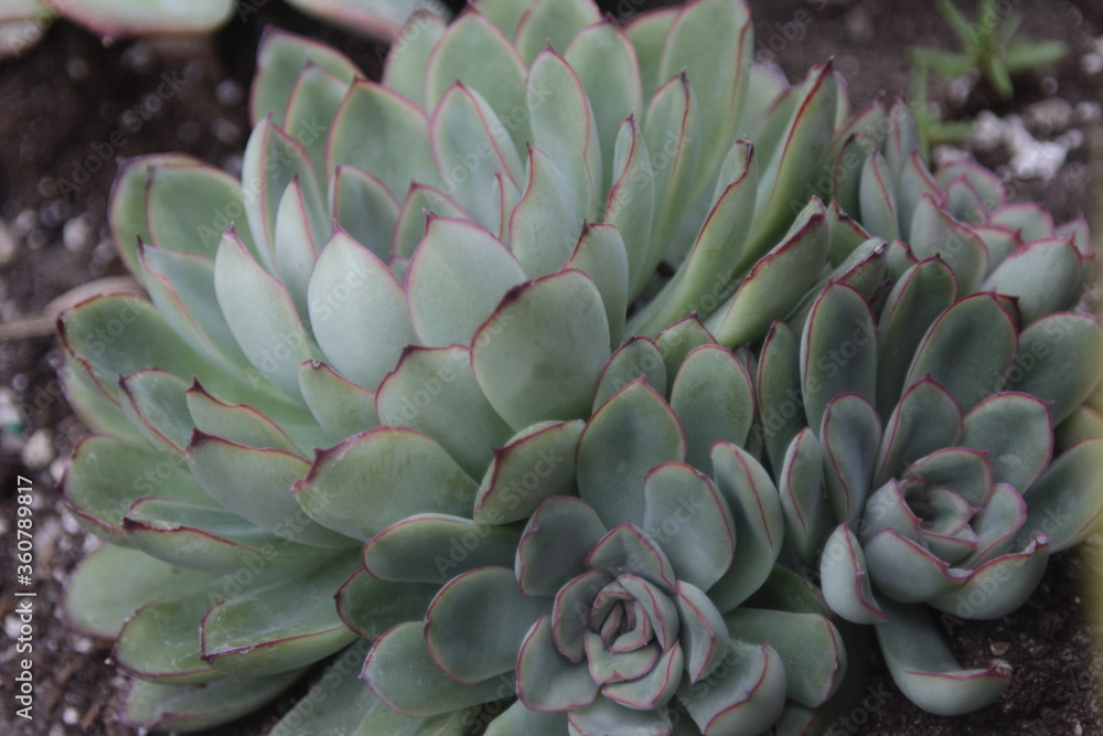 Echeveria cactuses with red edges Echeveria cactuses with red edges